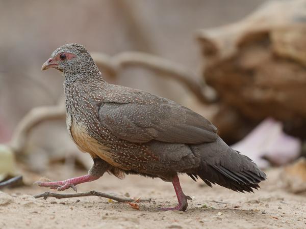 <h3><a href="/trips/gambia/biota/animalia/chordata/aves/006 galliformes/004 odontophoridae/ptilopachus petrosus/ptilopachus petrosus-nl.html">Ptilopachus&nbsp;petrosus</a> / Stone&nbsp;partridge / Rotspatrijs</h3>OM-1 Mark II met OLYMPUS M.150-400mm F4.5, 1/2000 sec  bij F4.5, ISO 5000, afstand 5.09&nbsp;m